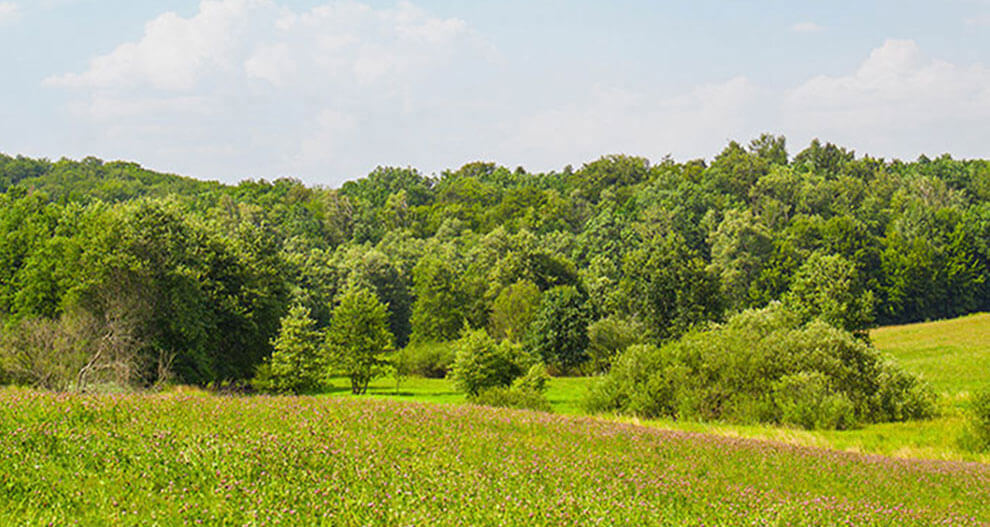 A lush green meadow with a dense forest in the background under a clear sky.